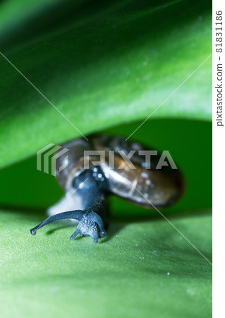 snail 81831186