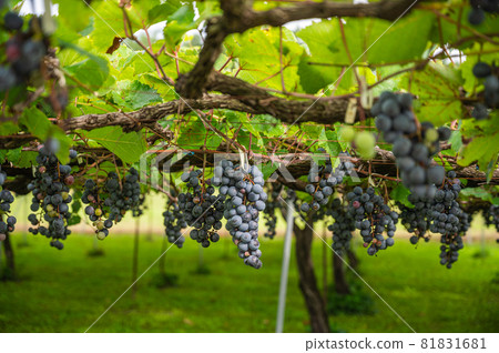 Vineyard for red wine 81831681