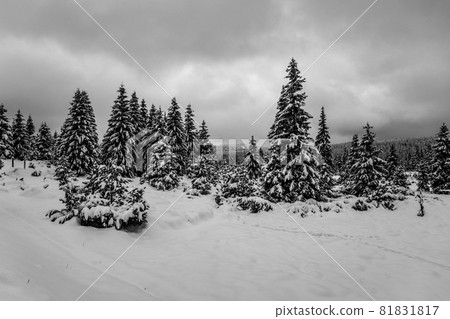 Trees covered by new snow. Winter fairytale landscape. Idyllic winter time in Jizera Mountains, Czech Republic. Black and white image. Trees covered by new snow. Winter fairytale landscape. Idyllic winter time in Jizera Mountains, Czech Republic. Black and white image. 81831817