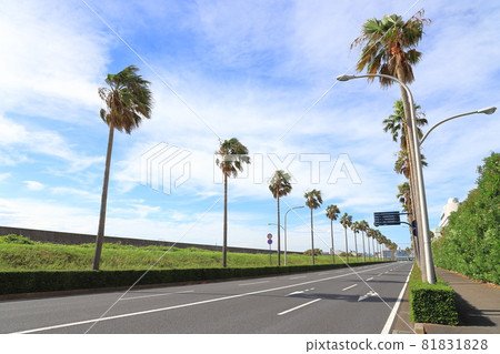千葉縣浦安市舞濱的棕櫚樹風景 81831828