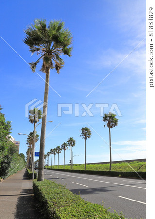 千葉縣浦安市舞濱的棕櫚樹風景 81831829