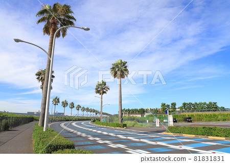 千葉縣浦安市舞濱的棕櫚樹風景 81831831