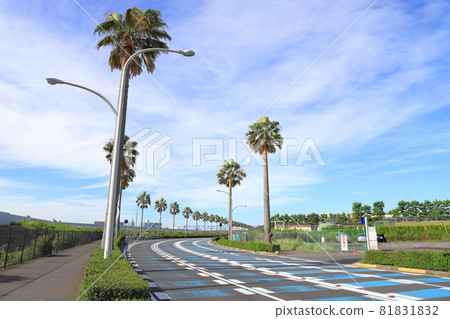 千葉縣浦安市舞濱的棕櫚樹風景 81831832