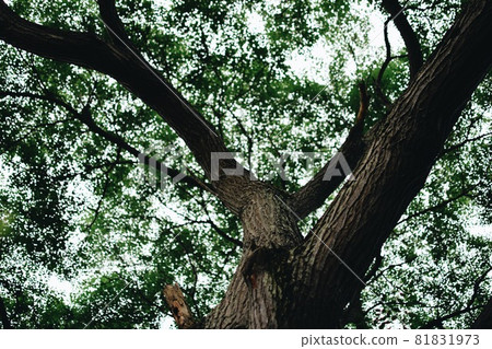 Forest tree cool Forest tree cool 81831973