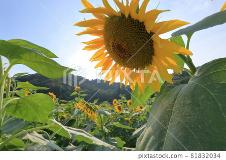 sunflower	 81832034