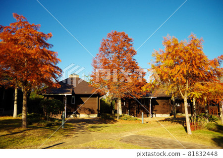 Autumn leaves campsite cottage sunny weather Ako Kaihin Park 81832448