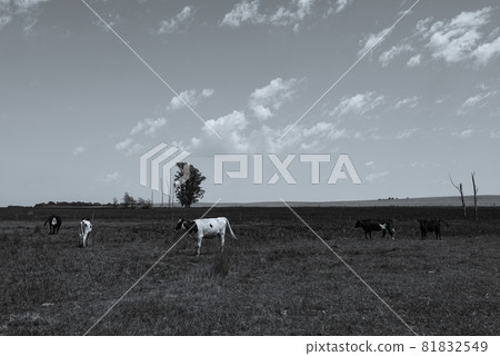 Cows fed with grass, Buenos Aires, Argentina 81832549