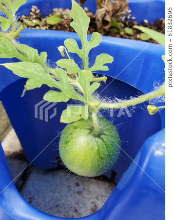 Kodama watermelon raised by a child 81832696