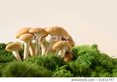 Honey mushrooms in forest moss. Concept pick mushrooms 81832747