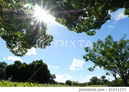 夏末的陽光 夏末的陽光 81833137
