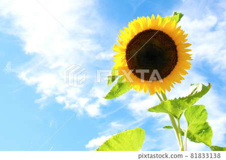 向日葵和藍天 向日葵和藍天 81833138