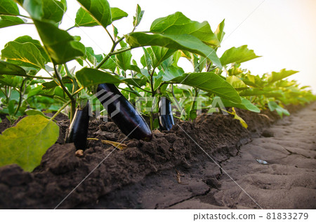Dark ripe eggplants fruits on bushes. Agriculture, farm. Food production. Solanum melongena L. Agroindustry and agribusiness. Growing on open ground. Organic vegetables on the farm. Dark ripe eggplants fruits on bushes. Agriculture, farm. Food production. Solanum melongena L. Agroindustry and agribusiness. Growing on open ground. Organic vegetables on the farm. 81833279