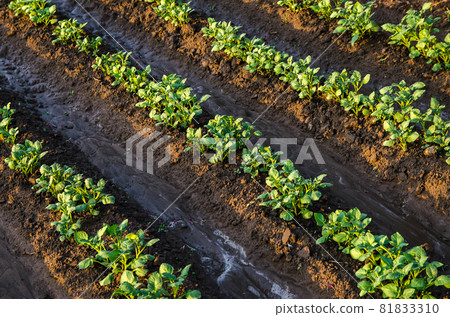 Freshly watered potato plants. Surface irrigation of crops on plantation. Agriculture and agribusiness. Growing vegetables outdoors on open ground field. Agronomy. Moistening. European farming. 81833310