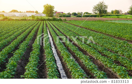 Water flows through the potato plantation. Watering and care of the crop. Surface irrigation of crops. European farming. Agriculture. Agronomy. Providing farms and agro-industry with water resources. Water flows through the potato plantation. Watering and care of the crop. Surface irrigation of crops. European farming. Agriculture. Agronomy. Providing farms and agro-industry with water resources. 81833313