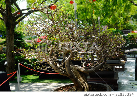 PUTRAJAYA, MALAYSIA -MAY 30, 2016: Bonsai tree display for public in Royal Floria Putrajaya garden in Putrajaya, Malaysia. PUTRAJAYA, MALAYSIA -MAY 30, 2016: Bonsai tree display for public in Royal Floria Putrajaya garden in Putrajaya, Malaysia. 81833354