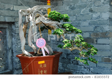 PUTRAJAYA, MALAYSIA -MAY 30, 2016: Bonsai tree display for public in Royal Floria Putrajaya garden in Putrajaya, Malaysia. 81833372