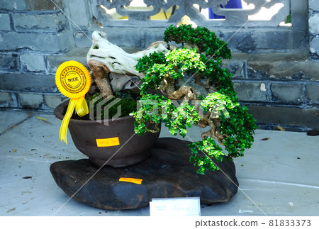 PUTRAJAYA, MALAYSIA -MAY 30, 2016: Bonsai tree display for public in Royal Floria Putrajaya garden in Putrajaya, Malaysia. PUTRAJAYA, MALAYSIA -MAY 30, 2016: Bonsai tree display for public in Royal Floria Putrajaya garden in Putrajaya, Malaysia. 81833373