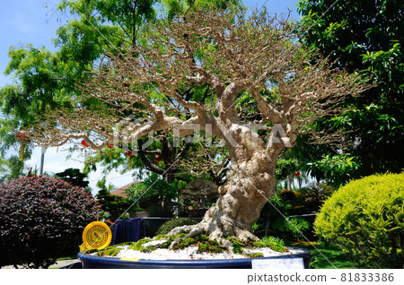 PUTRAJAYA, MALAYSIA -MAY 30, 2016: Bonsai tree display for public in Royal Floria Putrajaya garden in Putrajaya, Malaysia. PUTRAJAYA, MALAYSIA -MAY 30, 2016: Bonsai tree display for public in Royal Floria Putrajaya garden in Putrajaya, Malaysia. 81833386