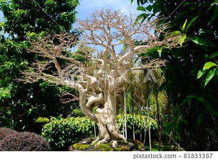 PUTRAJAYA, MALAYSIA -MAY 30, 2016: Bonsai tree display for public in Royal Floria Putrajaya garden in Putrajaya, Malaysia. PUTRAJAYA, MALAYSIA -MAY 30, 2016: Bonsai tree display for public in Royal Floria Putrajaya garden in Putrajaya, Malaysia. 81833387