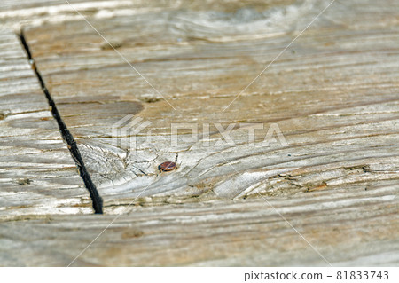 Old wood texture backdrop. Wooden plank with rusty nail 81833743