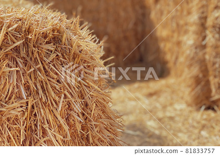 Hay in a bale in a sunny day close-up. Food product for farm animals, farming concept 81833757