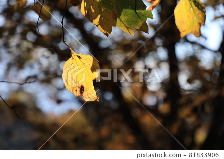 秋天的樹葉 秋天的樹葉 81833906