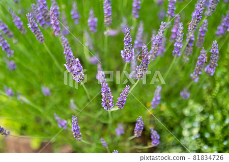 Lavender close up Lavender close up 81834726