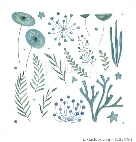 Watercolor floral set on the white background. Hand-drawn sea plant collection. Botanical illustration. 81834761