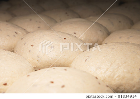 The uncooked round buns of dough are placed on a metal tray. Hamburger bun dough 81834914