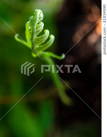Close-up Freshness green leaves of Oak-Leaf fern on natural background Close-up Freshness green leaves of Oak-Leaf fern on natural background 81834990