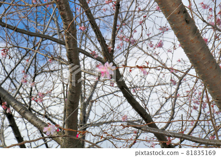 香川縣丸龜市 國家史蹟 丸龜城遺址（龜山公園） 丸龜城本丸十月櫻 另一個角度 81835169