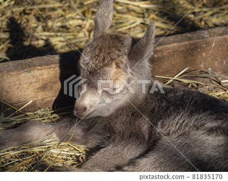 A cute little goat is lying on the straw. Brown newborn baby goat resting A cute little goat is lying on the straw. Brown newborn baby goat resting 81835170