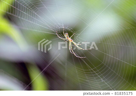 築巢在白日花的幼年 Nephila clavata 築巢在白日花的幼年 Nephila clavata 81835175