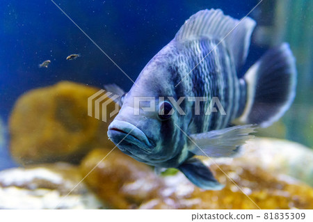 Tilapia fish close-up. Raw fish, seafood. Live fish. Selective focus Tilapia fish close-up. Raw fish, seafood. Live fish. Selective focus 81835309
