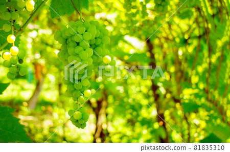 Ripe green grapes close-up. Plant. Fruit growing. Copy Space Ripe green grapes close-up. Plant. Fruit growing. Copy Space 81835310