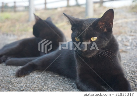 Cat Cat 81835317