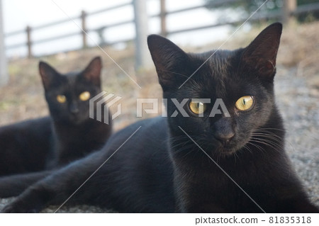 Cat Cat 81835318