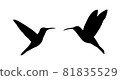 Couple in love hummingbird vector silhouette illustration isolated on white background. Tropical little bird colibri symbol. Smallest bird family. 81835529