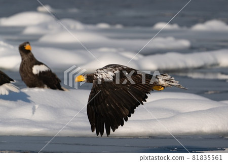 Rausu's Great Eagle 81835561