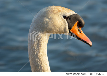 Mute swan, close-up on the head and beak 81835632