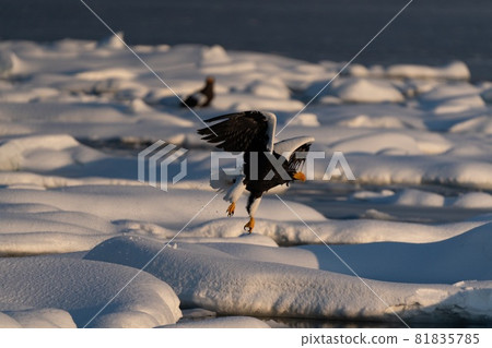 Rausu's Great Eagle 81835785