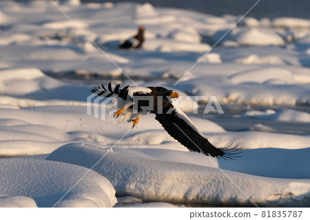 Rausu's Great Eagle Rausu's Great Eagle 81835787