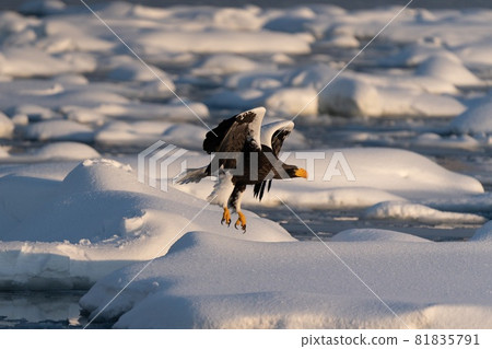 Rausu's Great Eagle 81835791