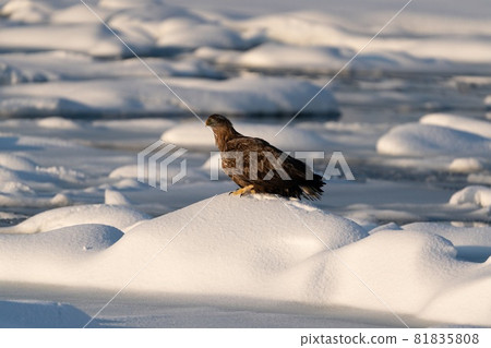 Rausu White-tailed Eagle 81835808