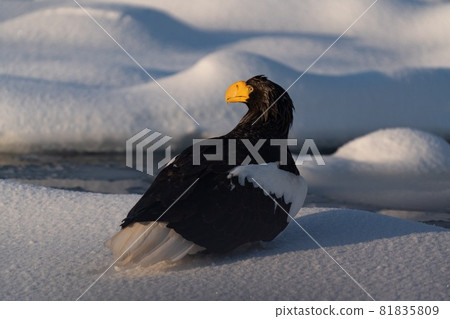 Rausu's Great Eagle Rausu's Great Eagle 81835809