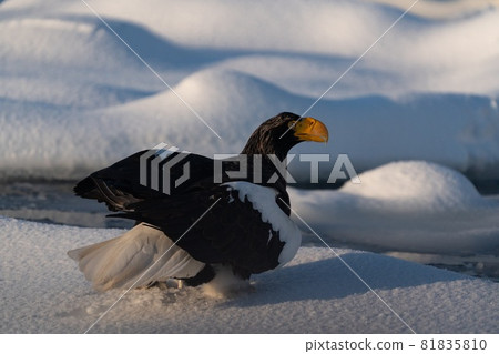 Rausu's Great Eagle Rausu's Great Eagle 81835810