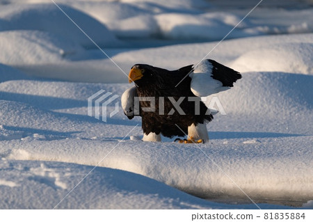 Rausu's Great Eagle 81835884