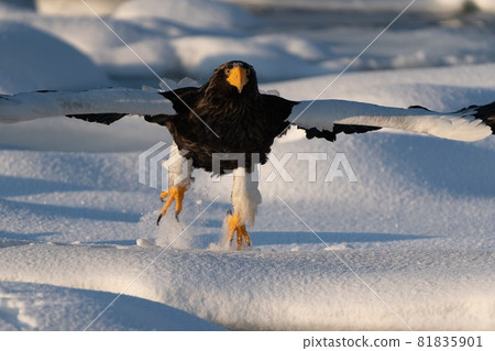 Rausu's Great Eagle 81835901