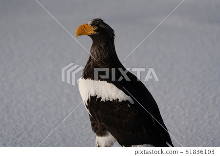 Rausu's Great Eagle Rausu's Great Eagle 81836103