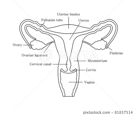Female reproductive system in line style. Reproductive system with organs descriptions Female reproductive system in line style. Reproductive system with organs descriptions 81837514